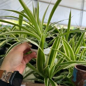 4” Vibrant Green Spider Plant